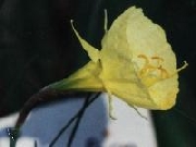 bulbocodium Atlas form